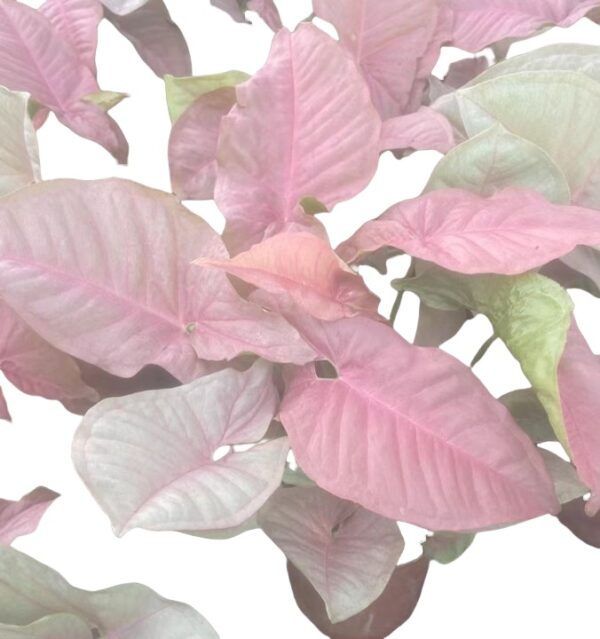 Syngonium Podophyllum Neon - 图片 2