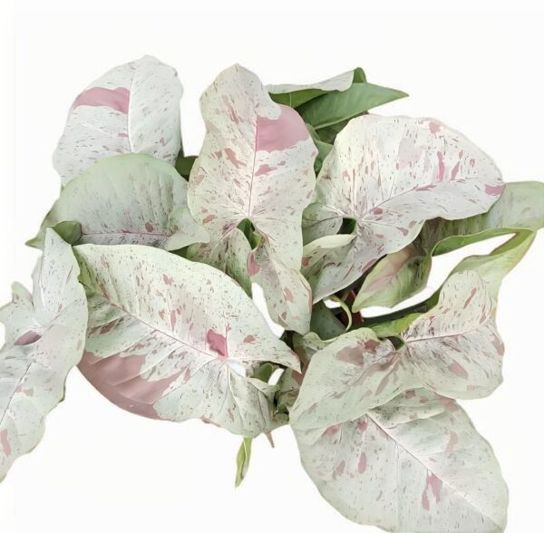 Syngonium milk confetti - 图片 2