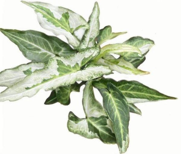 Syngonium Three Kings - 图片 2