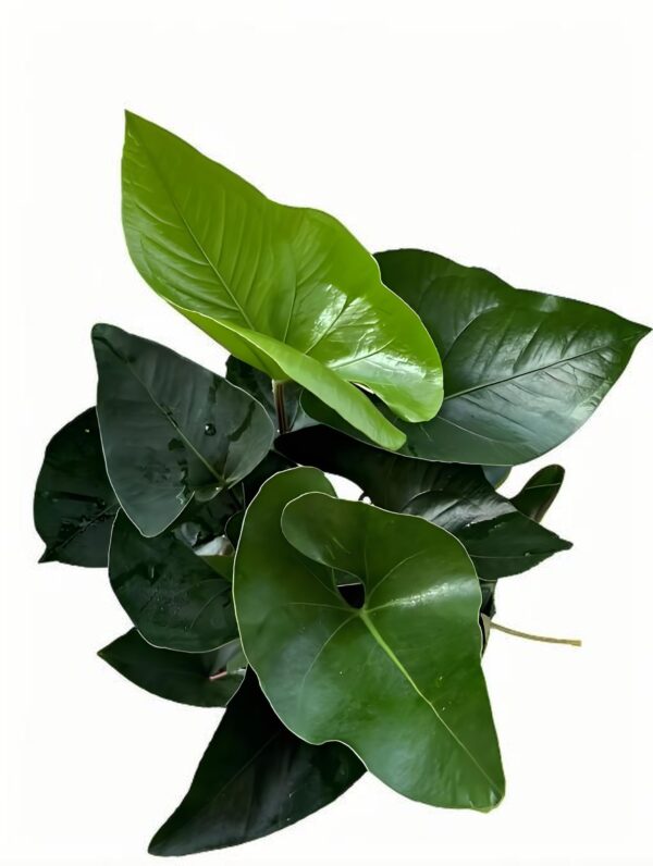 Anthurium arrow