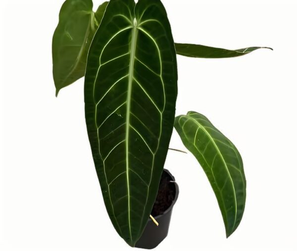 Anthurium warocqueanum