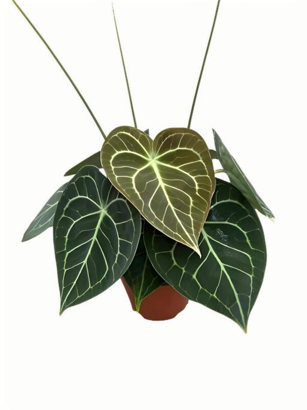 Anthurium clarinervium