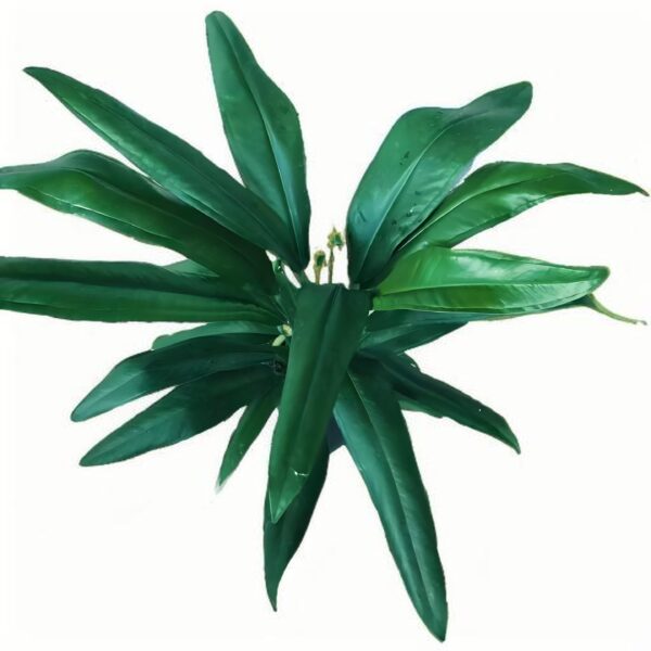Anthurium pallidiflorum