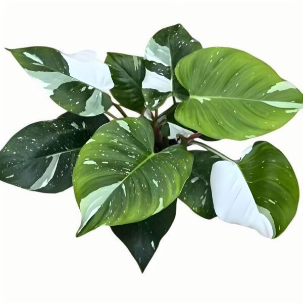 Philodendron‘White Princess’