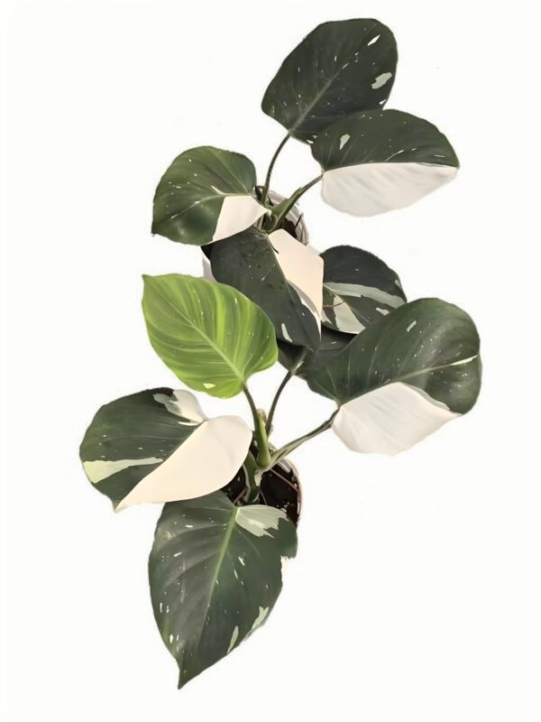 Philodendron‘White Wizard’