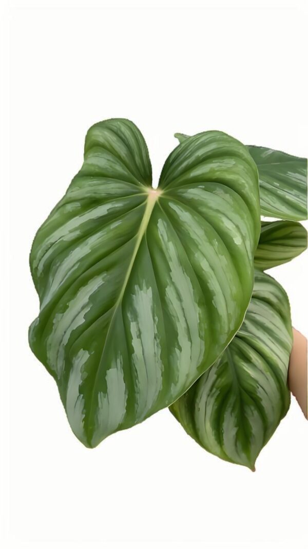 Philodendron plowmanii