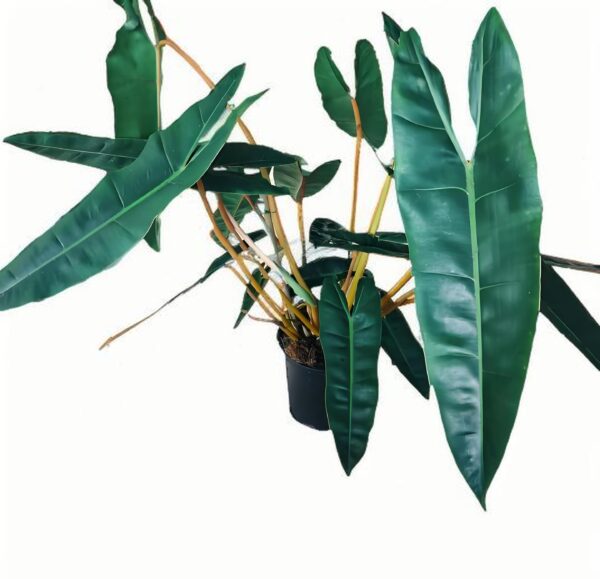 Philodendron billietiae - 图片 2