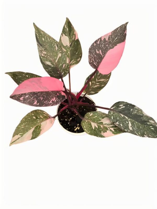 Philodendron erubescens‘Pink Princess’Variegated