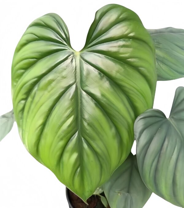 Philodendron Colombia