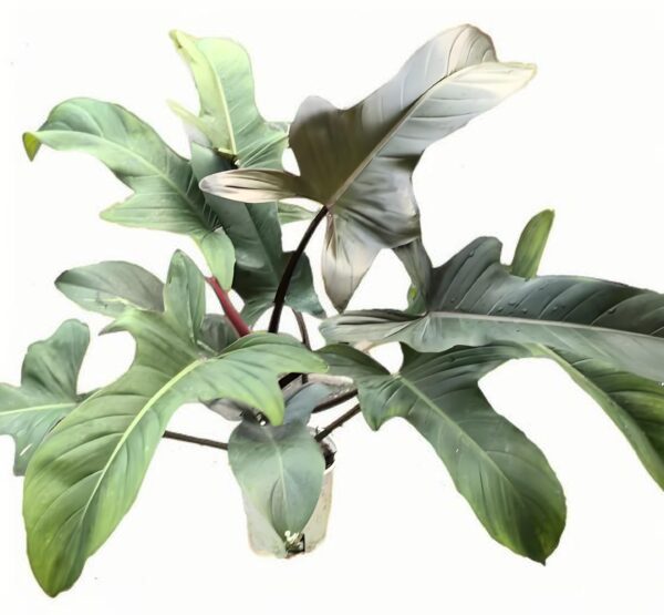 Philodendron Florida bronze - 图片 2