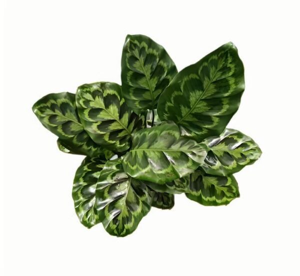 Calathea Anna - 图片 2