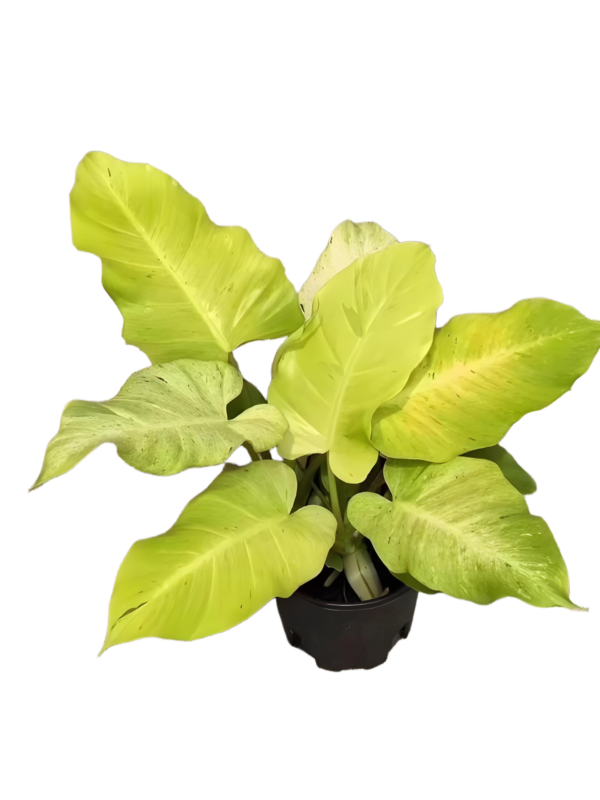 Philodendron  Snow drift - 图片 3