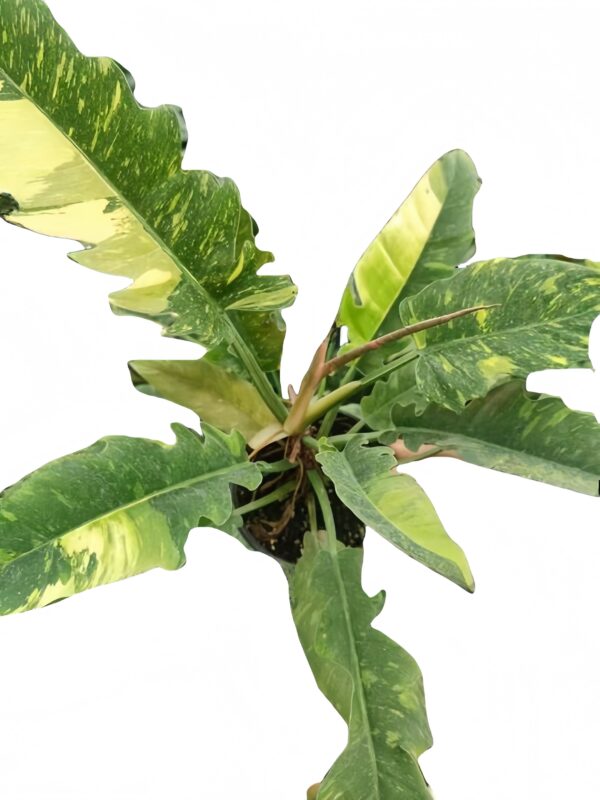 Philodendron‘Ring of Fire’ - 图片 2