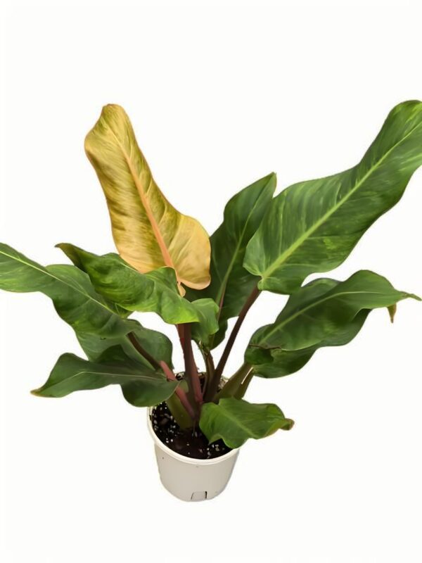 Philodendron Orange Marmalde