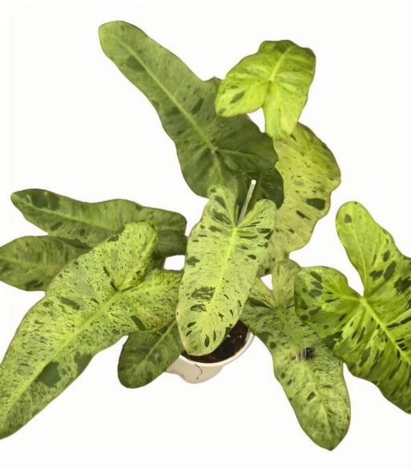 Philodendron Paraiso verde - 图片 2