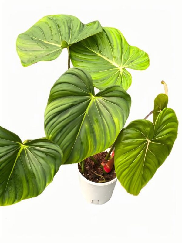 Philodendron Mc Dowell