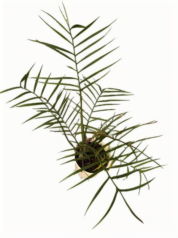 Philodendron Tortum - 图片 2