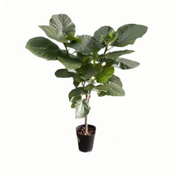 Ficus Umbellata