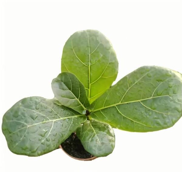 Ficus Iyrata