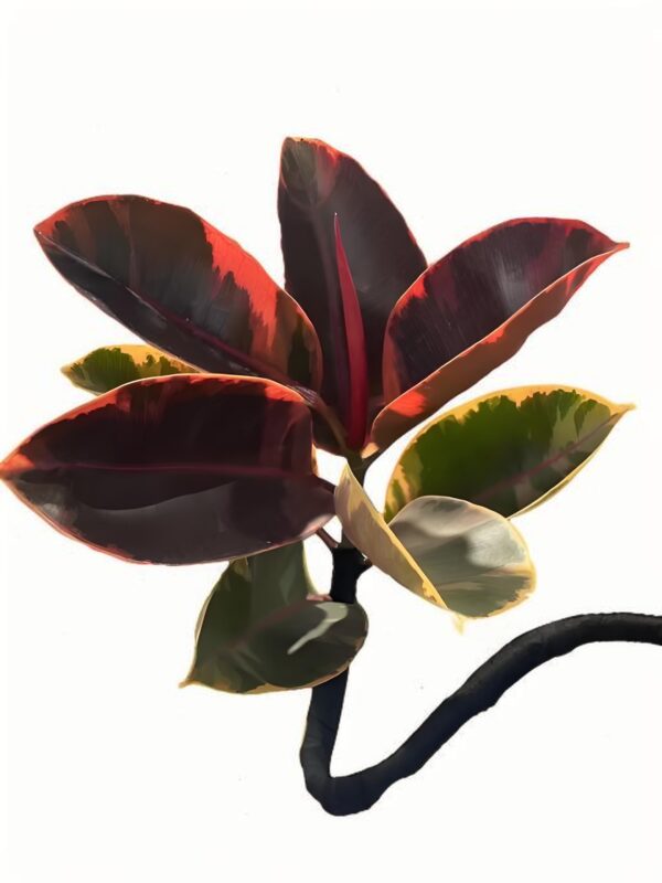 Ficus elastica ‘Ruby’ - 图片 2
