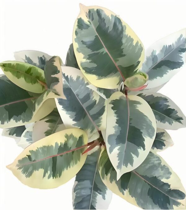 Ficus elastica ‘Tineke’ - 图片 2