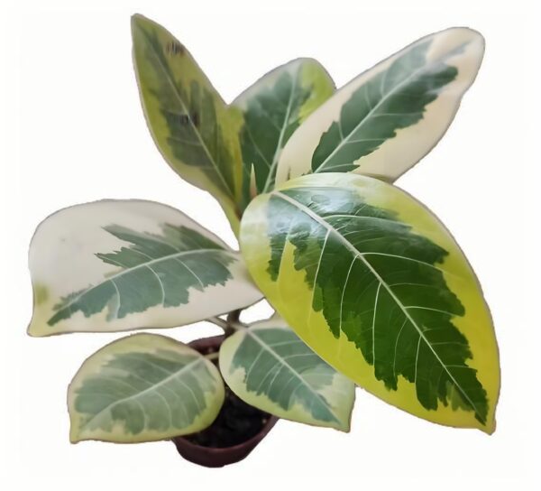 Ficus benhalensis ‘Variegata’