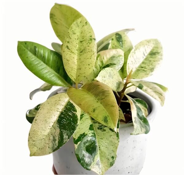Ficus elastisa‘Shivereana’