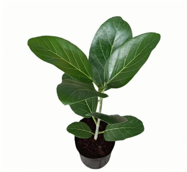 Ficus benhalensis‘Audrey’