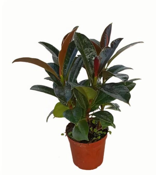 Ficus elastica‘Melany’