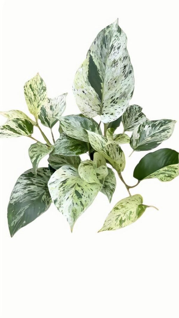 Pothos "Marble Queen"