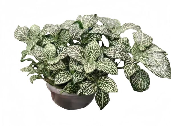 Fittonia Snow White Anne