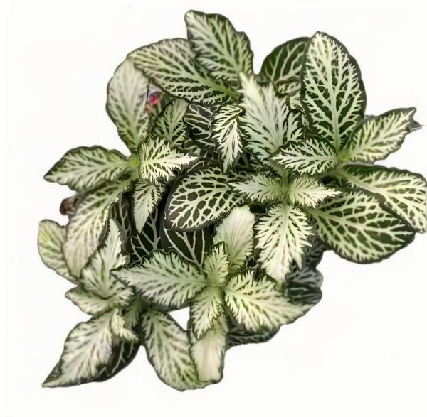 Fittonia White tiger skin - 图片 2