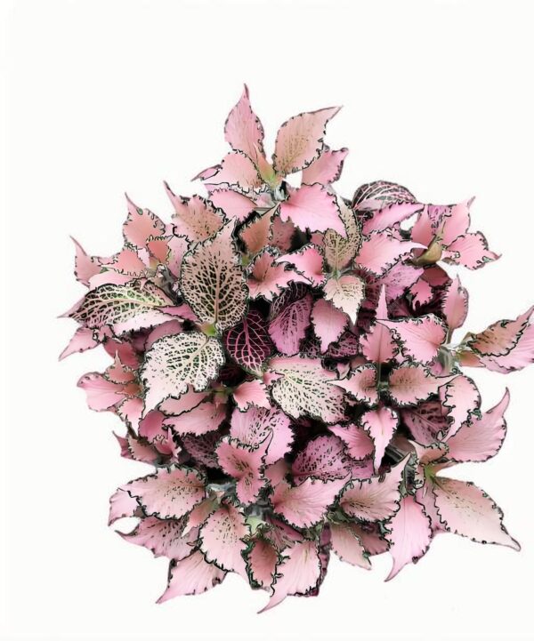 Fittonia Cai Xia