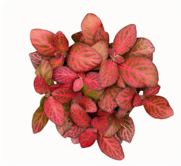 Fittonia Red Flame