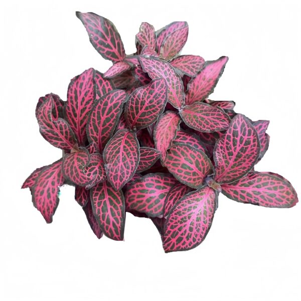 Fittonia Big flame