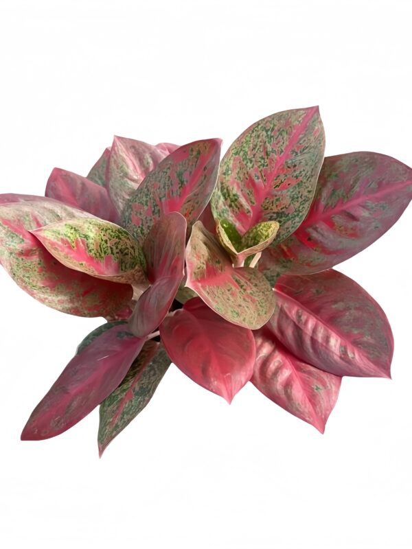 Aglaonema YAN HUO
