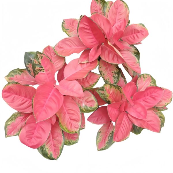Aglaonema China Red