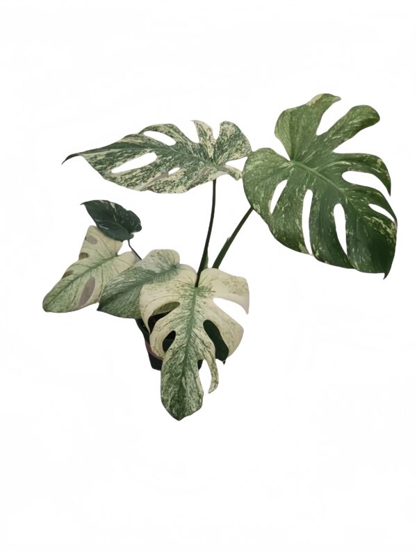 Monstera White monster