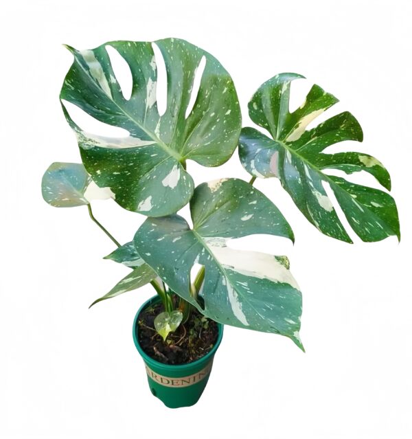Monstera Thai Constellation
