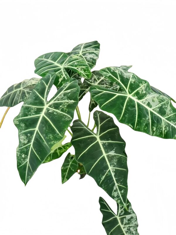 Alocasia Green Swan Brocade