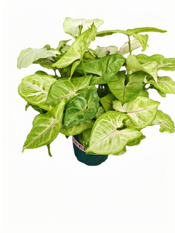 Syngonium Golden Boy - 图片 2
