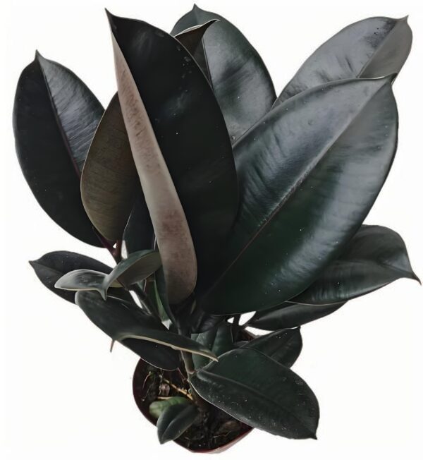 Ficus Black Kong - 图片 2