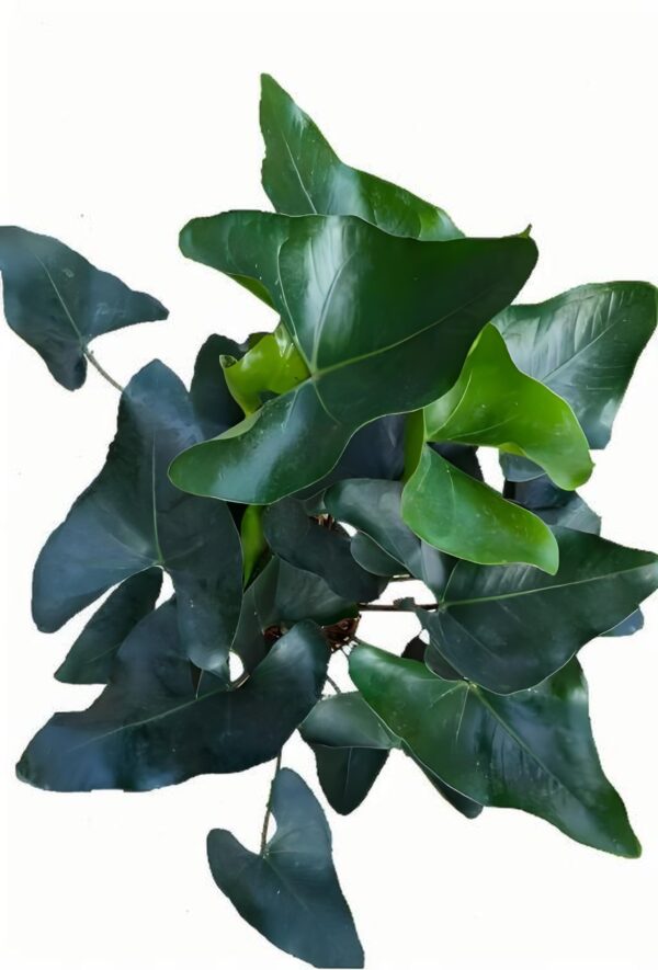 Anthurium King