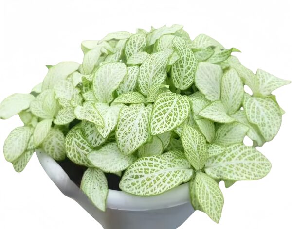 Fittonia White Lover - 图片 2