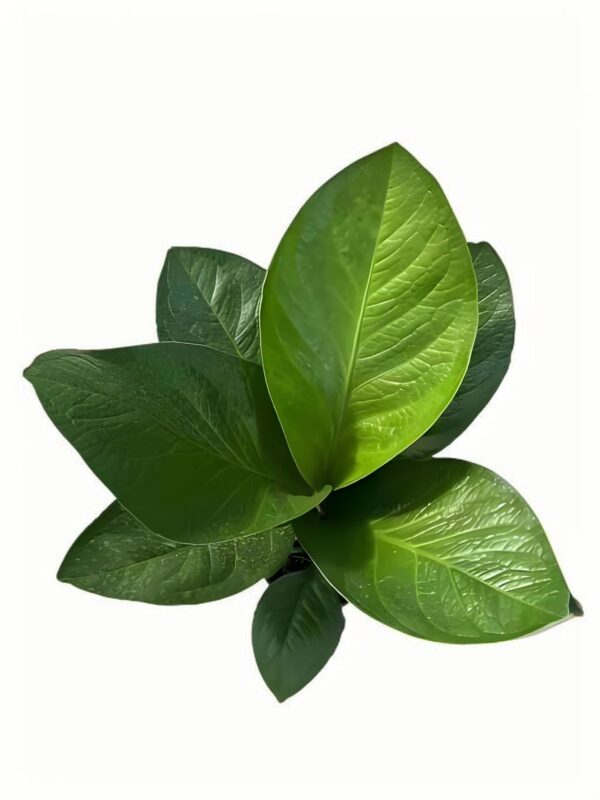 Anthurium treasure bowl