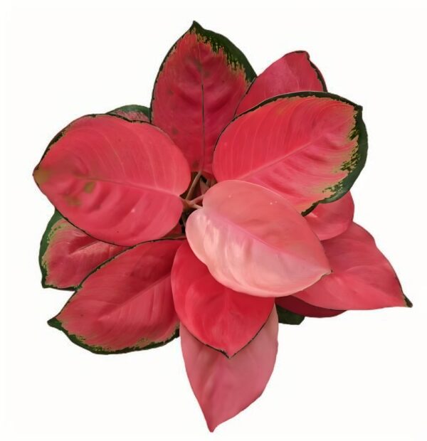 Aglaonema  Latosolic red - 图片 2