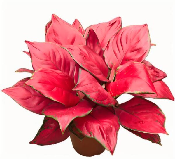 Aglaonema Rich Red - 图片 2