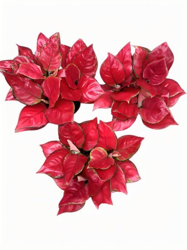 Aglaonema  Red Ruyi - 图片 2