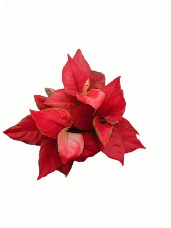 Aglaonema beauty