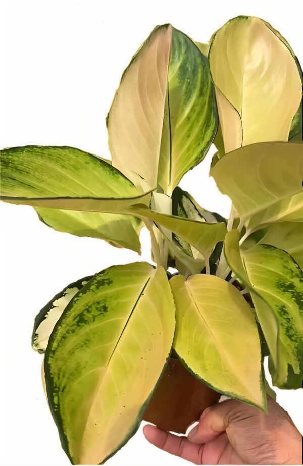 Aglaonema Gold - 图片 2